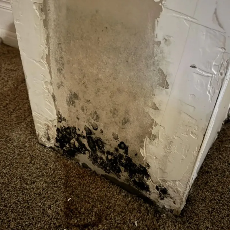Professional Mold Removal in Tunica Resorts, MS